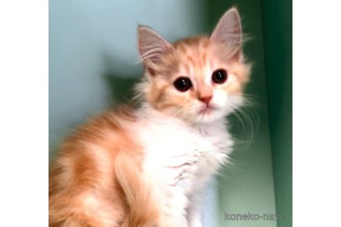 成約済の京都府のマンチカン-72040の1枚目